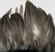 ������� ���� Hen feathers  ����� �����